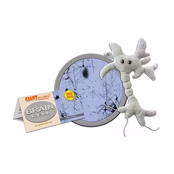 Peluche Brain Cell Neuron